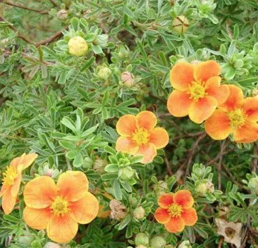 Изображение товара Саженец кустарника Красный клен Лапчатка кустарниковая Hopley's Orange (20-30см)