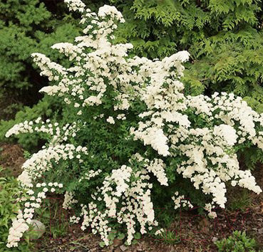 Изображение товара Саженец кустарника Красный клен Спирея ниппонская White Carpet (10-20см)