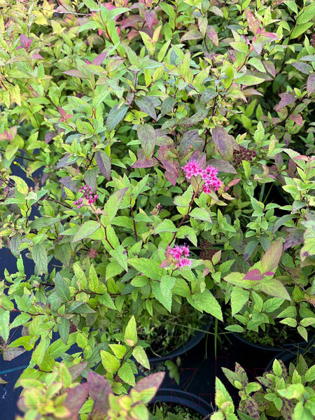 Изображение товара Саженец кустарника Красный клен Спирея японская Froebelli (20-30см)