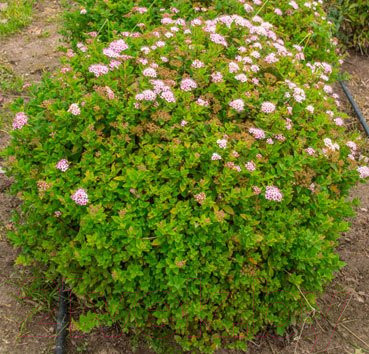 Изображение товара Саженец кустарника Красный клен Спирея японская Little Princess (20-30см)