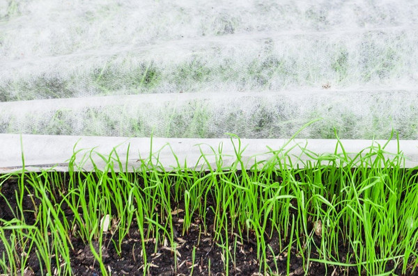 Изображение товара Укрывной материал ТерраТекстиль Спанбонд 22/3.20/10 (белый)