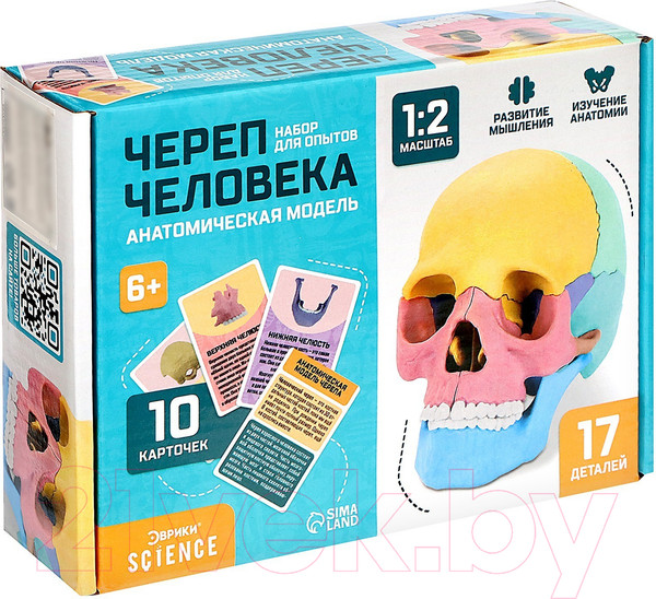 Изображение товара Анатомическая модель Эврики Череп человека / 9540258