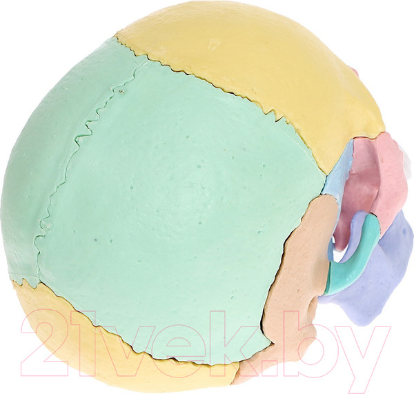 Изображение товара Анатомическая модель Эврики Череп человека / 9540258