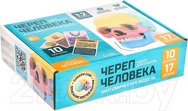 Изображение товара Анатомическая модель Эврики Череп человека / 9540258