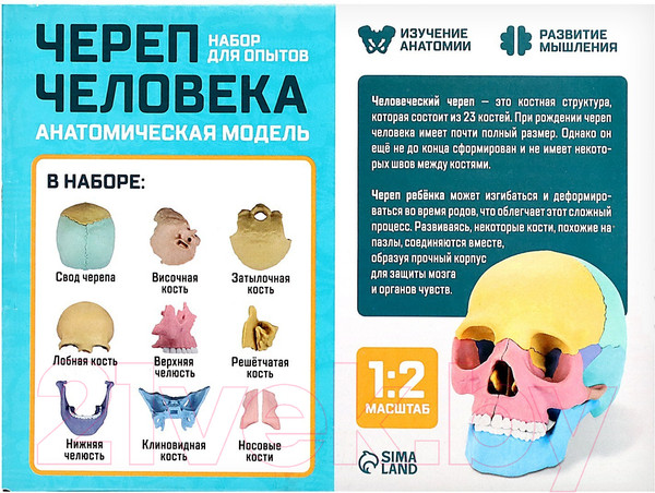 Изображение товара Анатомическая модель Эврики Череп человека / 9540258