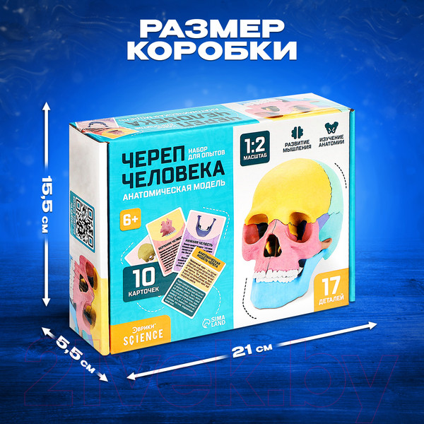 Изображение товара Анатомическая модель Эврики Череп человека / 9540258