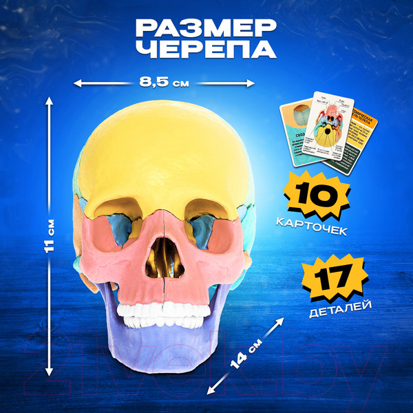 Изображение товара Анатомическая модель Эврики Череп человека / 9540258