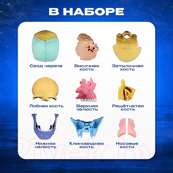 Изображение товара Анатомическая модель Эврики Череп человека / 9540258