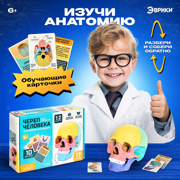 Изображение товара Анатомическая модель Эврики Череп человека / 9540258