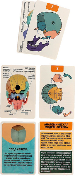 Изображение товара Анатомическая модель Эврики Череп человека / 9540258