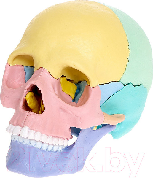 Изображение товара Анатомическая модель Эврики Череп человека / 9540258