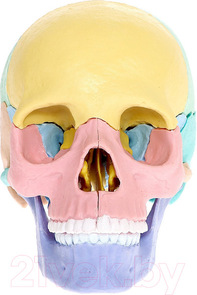 Изображение товара Анатомическая модель Эврики Череп человека / 9540258