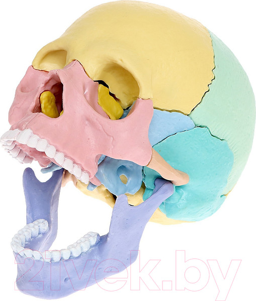 Изображение товара Анатомическая модель Эврики Череп человека / 9540258