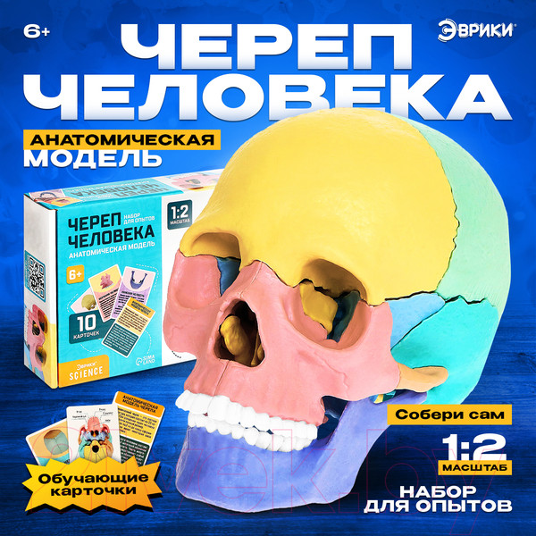 Изображение товара Анатомическая модель Эврики Череп человека / 9540258