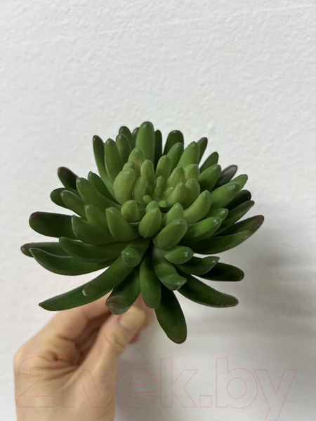 Изображение товара Искусственное растение Артфлора Суккулент Седум зеленый / 114013