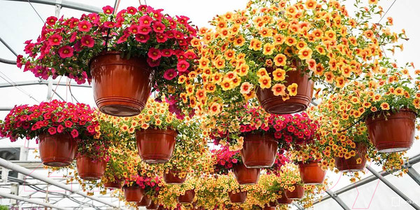 Изображение товара Набор вазонов GreenTerra С подвесом 25/15см 5л (5шт, терракотовый)