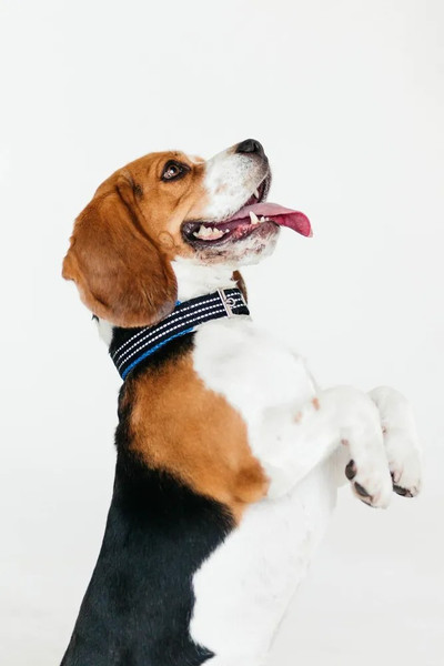 Изображение товара Ошейник КАСКАД Нейлоновый с мягкой подкладкой / 41125001-06 (синий)