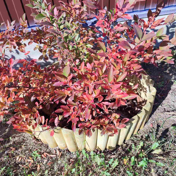 Изображение товара Бордюр садовый Массив-Древ 5/30/250 D50x450x2500