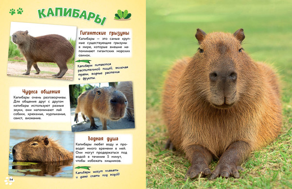 Изображение товара Энциклопедия Эксмо Обо всем на свете! Твердая обложка