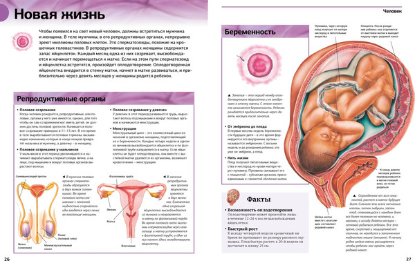 Изображение товара Энциклопедия Азбука Гигантская энциклопедия школьника, твердая обложка