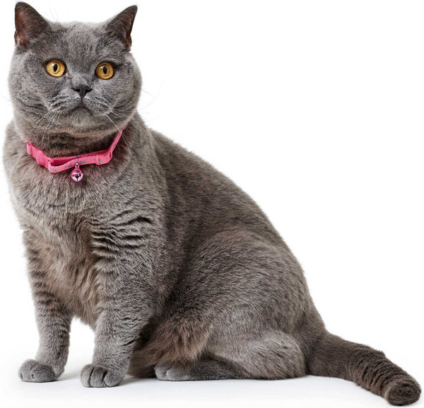 Изображение товара Ошейник HUNTER Collar Cat Neon / 31031