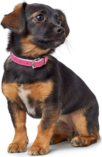 Изображение товара Ошейник HUNTER Modern Art / 98014 (XS-S)