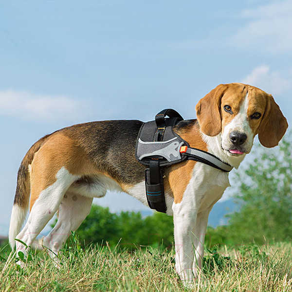 Изображение товара Шлея Ferplast Hercules P / 75468117 (XS, черный)