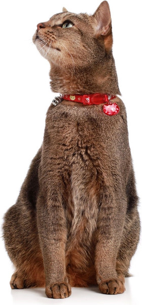 Изображение товара Ошейник HUNTER Collar Cat Krokom / 93201