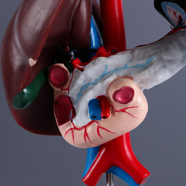 Изображение товара Анатомическая модель Sima-Land Печень и 12-типерстная кишка / 5076795