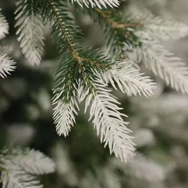 Изображение товара Ель искусственная National Tree Company Форест / ФОР/зл-бел-160 (160см)