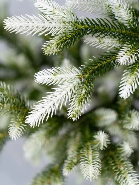 Изображение товара Ель искусственная National Tree Company Форест / ФОР/зл-бел-160 (160см)