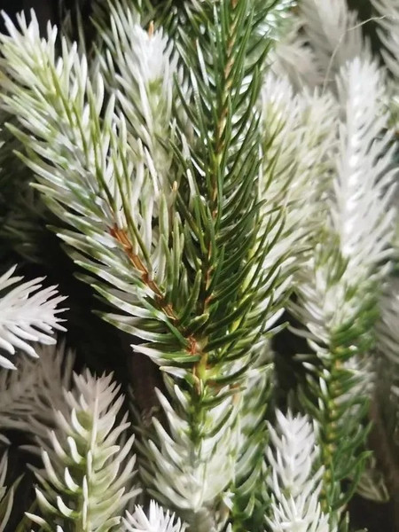 Изображение товара Ель искусственная National Tree Company Форест / ФОР/зл-бел-160 (160см)
