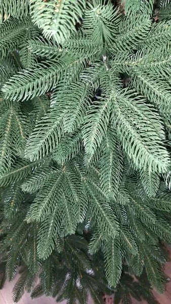 Изображение товара Ель искусственная National Tree Company Графская премиум / ГРАФ/ПР-180 (180см)