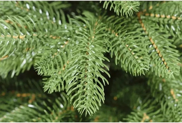 Изображение товара Ель искусственная National Tree Company Графская премиум / ГРАФ/ПР-210 (210см)