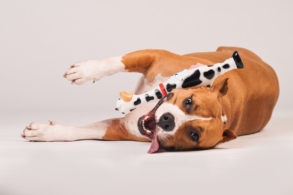 Изображение товара Игрушка для собак Happy Earm Корова 80800001