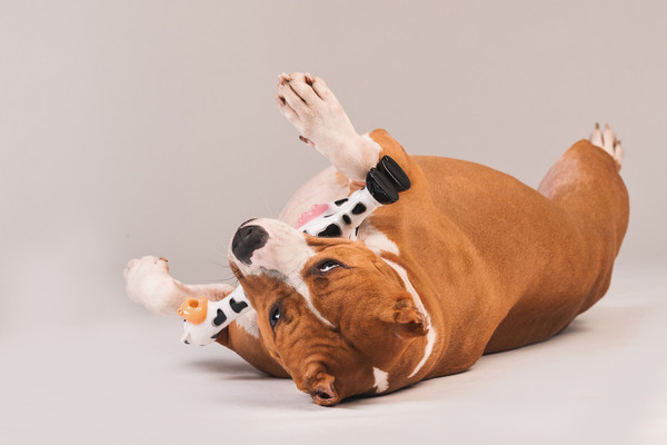 Изображение товара Игрушка для собак Happy Earm Корова 80800001