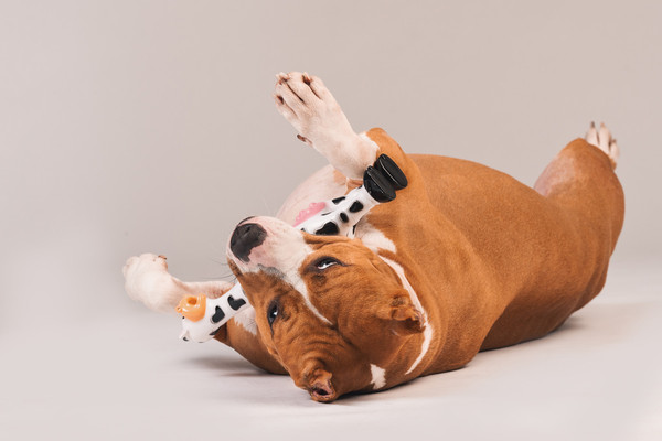 Изображение товара Игрушка для собак Happy Earm Корова 80800001