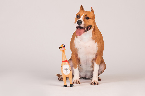 Изображение товара Игрушка для собак Happy Earm Свинка 80800004