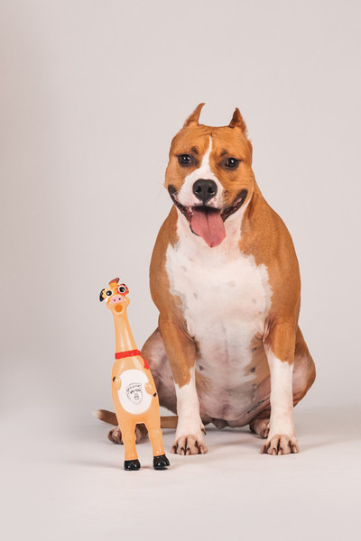 Изображение товара Игрушка для собак Happy Earm Свинка 80800004