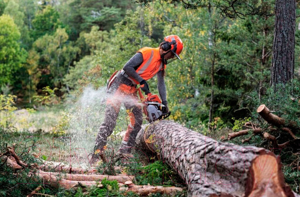 Изображение товара Бензопила цепная Husqvarna 545 Mark II (967 69 06-15)