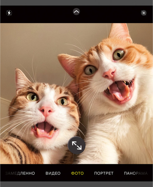 Изображение товара Тетрадь Listoff Зверо-селфи / ТК489128