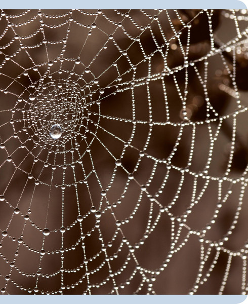 Изображение товара Тетрадь Listoff Красота в деталях / ТК968544