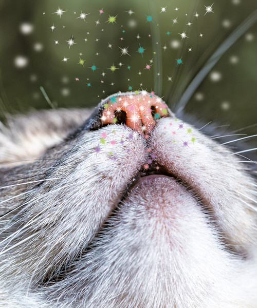 Изображение товара Тетрадь Listoff Блестящие и милые / ТСБ488818