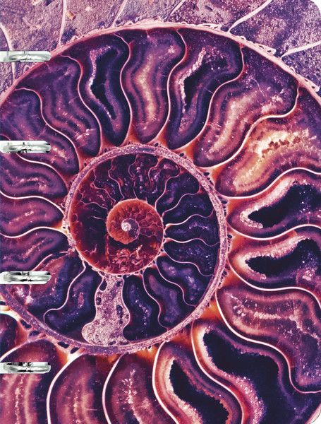 Изображение товара Тетрадь Listoff Наутилус / ТК1005213