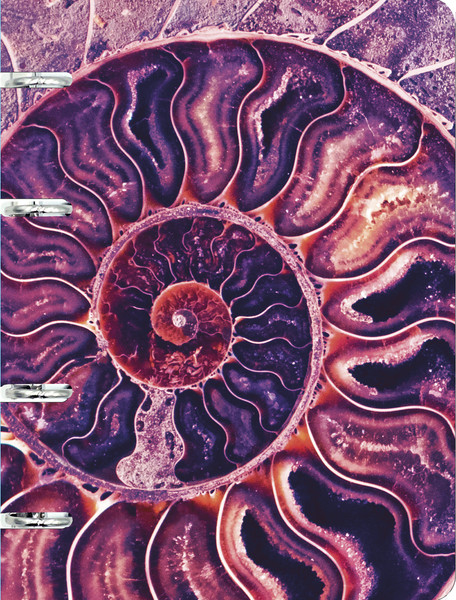 Изображение товара Тетрадь Listoff Наутилус / ТК1005213