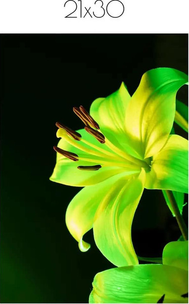 Изображение товара Постер Citydecor Цветы 13 (21x30)