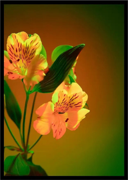 Изображение товара Постер Citydecor Цветы 4 (21x30)