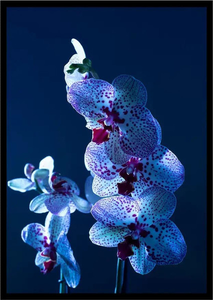 Изображение товара Постер Citydecor Цветы 5 (21x30)