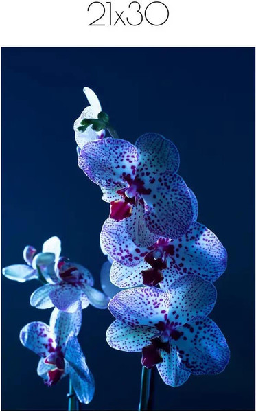 Изображение товара Постер Citydecor Цветы 5 (21x30)