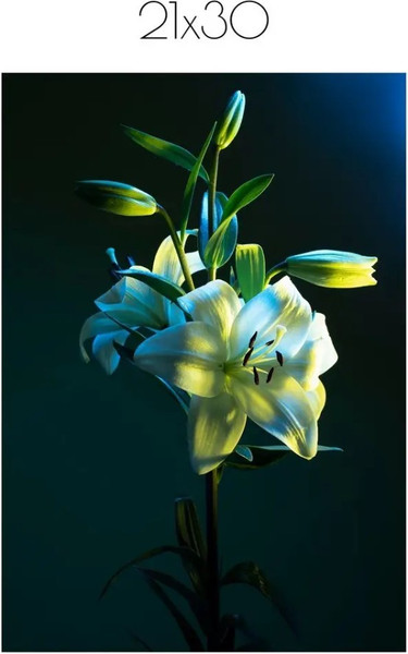 Изображение товара Постер Citydecor Цветы 6 (21x30)